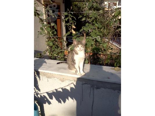 Χαρίζονται 4 γατάκια (Θεσσαλονίκη)